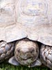 Giant Tortoise ii